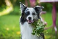 Portrait of a border collie dog with a roses flower bouquet Royalty Free Stock Photo